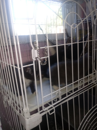 Pet Store «Animal House», reviews and photos, 7869 Hamilton Ave, Cincinnati, OH 45231, USA