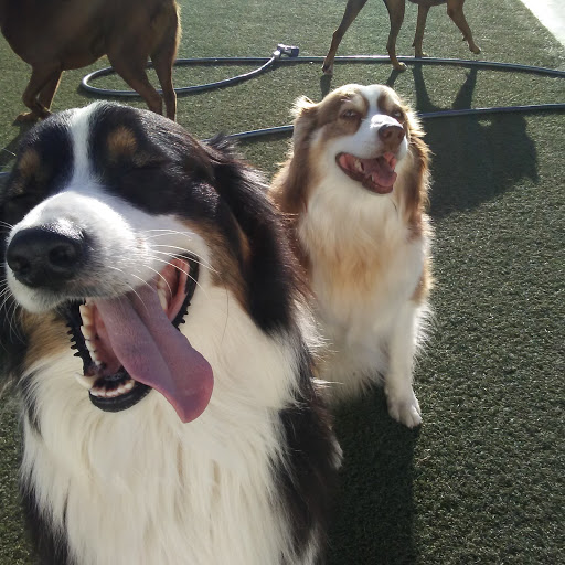 Pet Supply Store «Centinela Feed & Pet Supplies», reviews and photos, 4700 Pacific Coast Hwy, Long Beach, CA 90804, USA