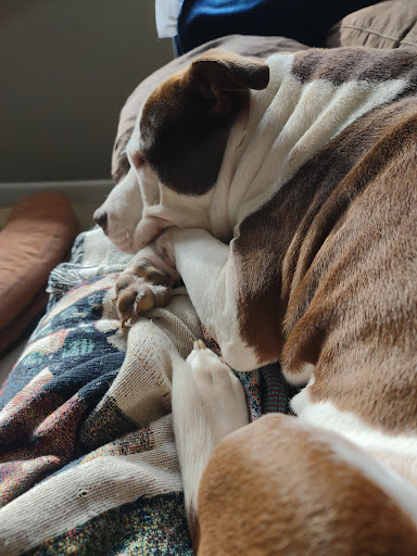 Pet Supply Store «PetSmart», reviews and photos, 1160 Stafford Market Pl, Stafford, VA 22556, USA