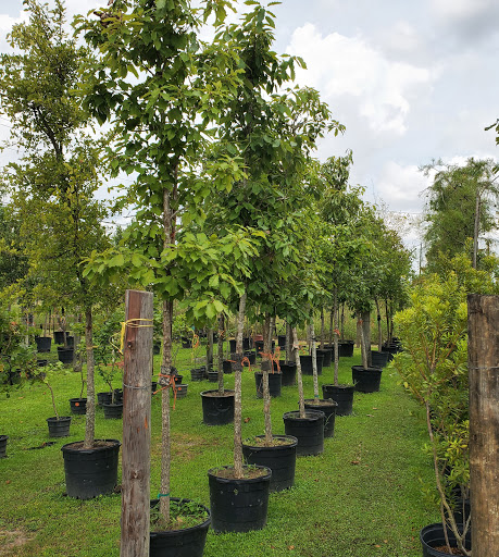 Plant Nursery «HOUSTON PLANTS & GARDEN WORLD», reviews and photos, 16726 North Fwy, Houston, TX 77090, USA