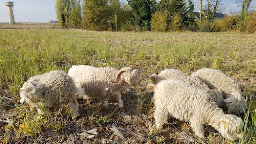 La Ferme des P'tits Bergers -Laine mohair & mouton - Loiret & Essonne à Chaussy