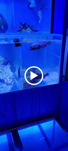 Pet Store «Fosters Exotic Pet Center», reviews and photos, 40116 US Hwy 19 N, Tarpon Springs, FL 34689, USA