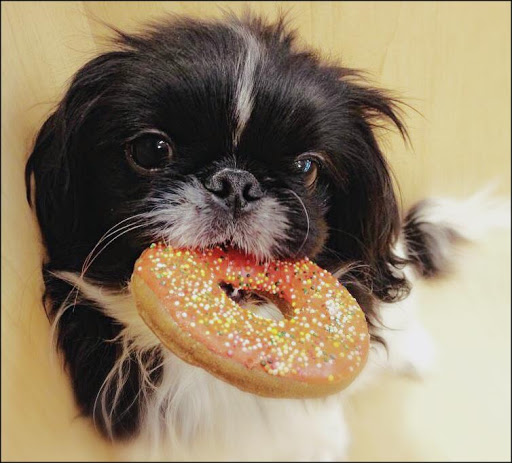 Pet Store «Animal Kingdom», reviews and photos, 5000 S Arizona Mills Cir, Tempe, AZ 85282, USA