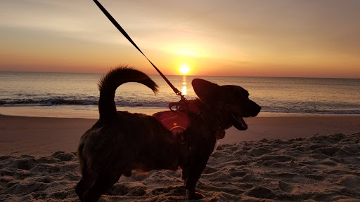 Army & Navy Surplus Shop «Navy Exchange-Dam Neck Annex», reviews and photos, 1977 Terrier Ave, Virginia Beach, VA 23461, USA