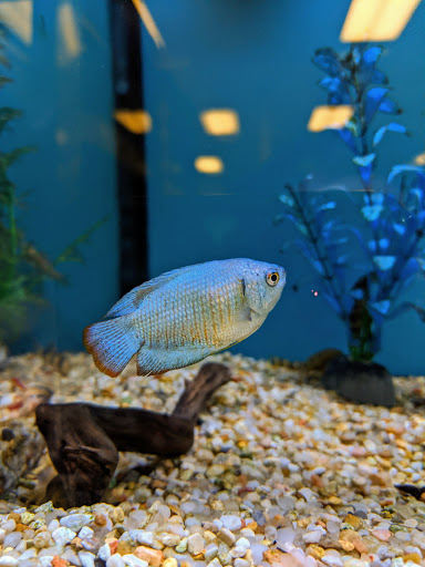 Aquarium Shop «Wet Pets by Steve», reviews and photos, 504 W Main St, Norman, OK 73069, USA