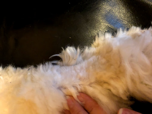 Pet Supply Store «EarthWise Pet», reviews and photos, 4880 Lower Roswell Rd #10, Marietta, GA 30068, USA