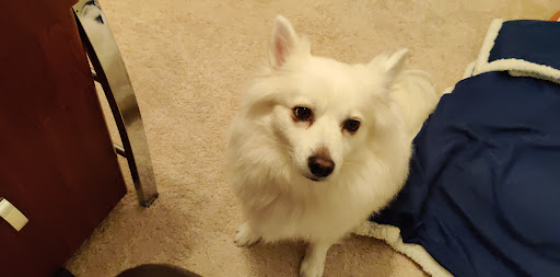 Pet Store «Woof Gang Bakery & Grooming DeLand», reviews and photos, 1431 Orange Camp Rd, DeLand, FL 32724, USA