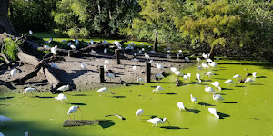 Flamingo Gardens