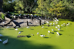 Flamingo Gardens