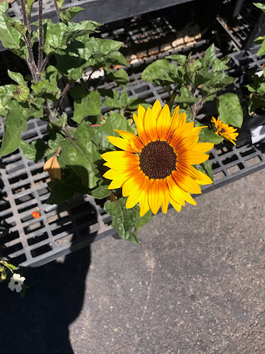 Hardware Store «Marin Ace Hardware», reviews and photos, 180 Merrydale Rd, San Rafael, CA 94903, USA