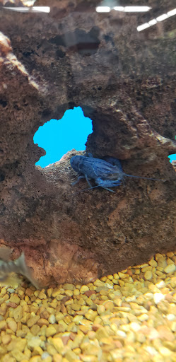 Pet Supply Store «Petco Animal Supplies», reviews and photos, 2450 Monarch Dr #105, Laredo, TX 78045, USA