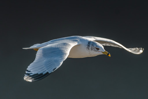 Nature Preserve «Audubon Center at Riverlands», reviews and photos, 301 Riverlands Way, West Alton, MO 63386, USA