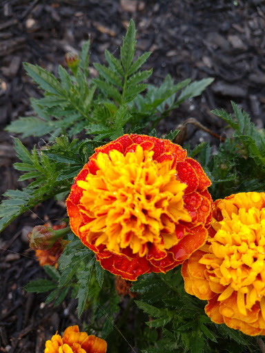 Golf Club «Northern Kentucky Golf Club», reviews and photos, Country Club Dr, Butler, KY 41006, USA