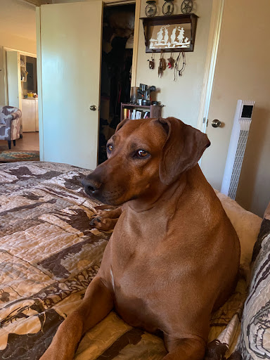 River run Ridgebacks