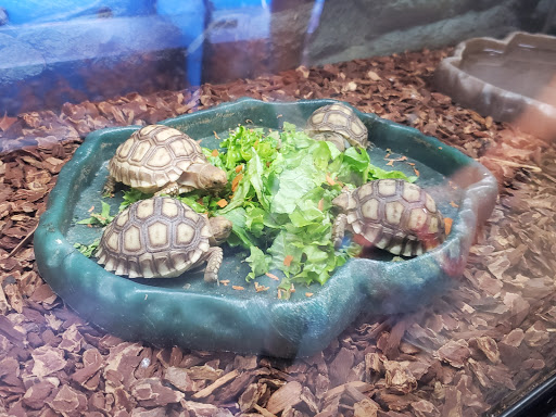 Pet Store «Super Pets», reviews and photos, 9403 E Las Tunas Dr, Temple City, CA 91780, USA