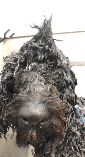 Pet Supply Store «Pet Life | Supplies, Services & Knowledge», reviews and photos, 1364 Main St, Sanford, ME 04073, USA