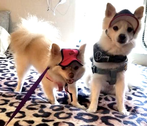 Surfside Animal Hospital image