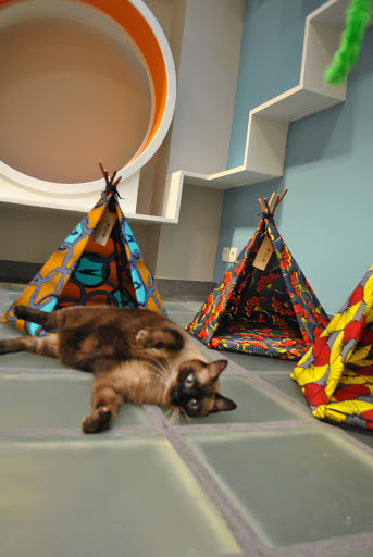 Best Dog Day Care Paris Near Me