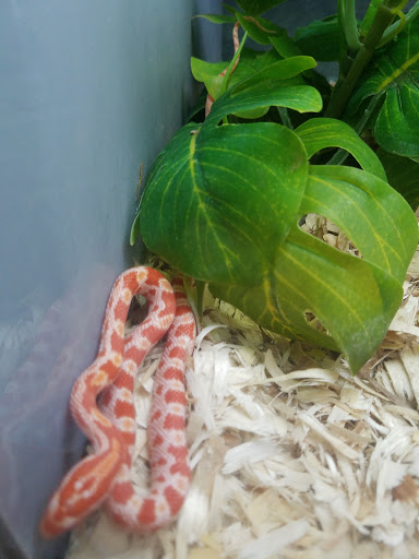 Pet Supply Store «Petco Animal Supplies», reviews and photos, 6631 Edwardsville Crossing Dr, Edwardsville, IL 62025, USA