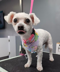 Snuggles Pet Spa - Photo 4 - Car repair in Clinton Twp, MI, Sterling Heights