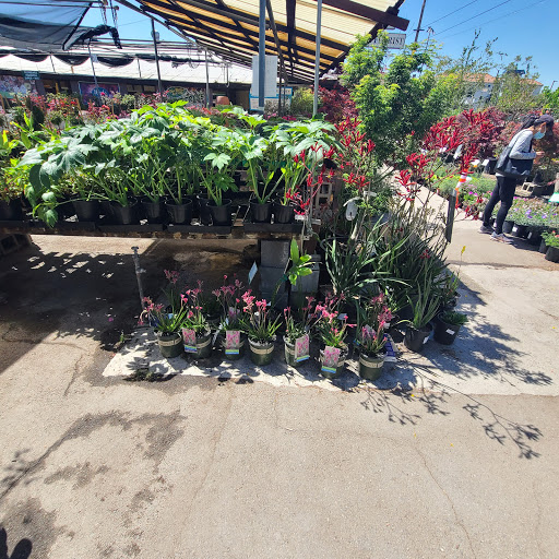 Plant Nursery «San Gabriel Nursery & Florist», reviews and photos, 632 S San Gabriel Blvd, San Gabriel, CA 91776, USA
