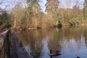 The Wilderness Pond image