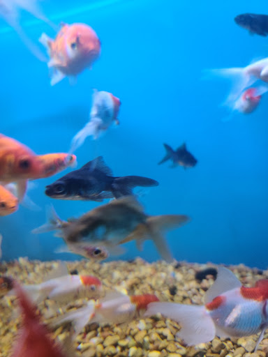 Pet Supply Store «Petco Animal Supplies», reviews and photos, 860 Broadway, New York, NY 10003, USA