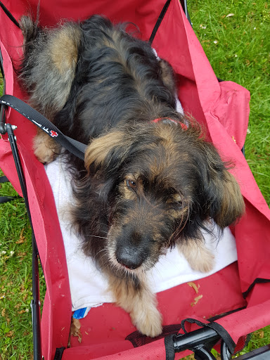 Hundesalon Zotteldog unter Flörsheim am Main, 