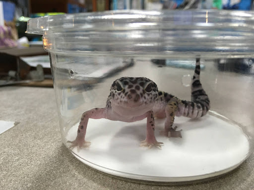 Pet Supply Store «Tropical World Pets», reviews and photos, 8444 Watson Rd, Webster Groves, MO 63119, USA