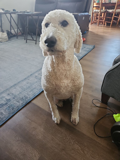 Hays Pet Boutique LLC Grooming and Boarding