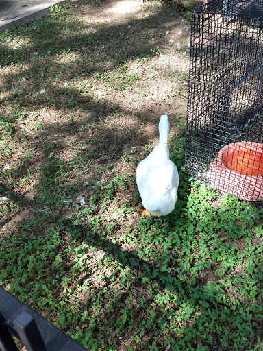 Zoo «Fritz Park Petting Farm», reviews and photos, 312 E Vilbig St, Irving, TX 75060, USA