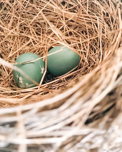 Robins Nest