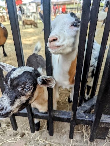 Zoo «Fritz Park Petting Farm», reviews and photos, 312 E Vilbig St, Irving, TX 75060, USA