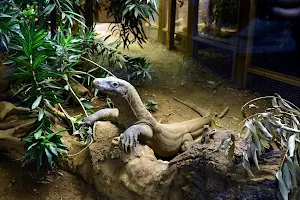 The Attenborough Komodo Dragon House image