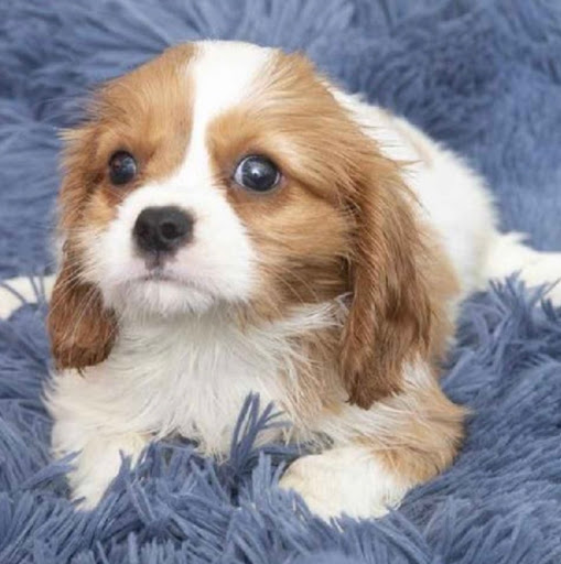 Pet Store «Pet Express», reviews and photos, 250 Granite St, Braintree, MA 02184, USA