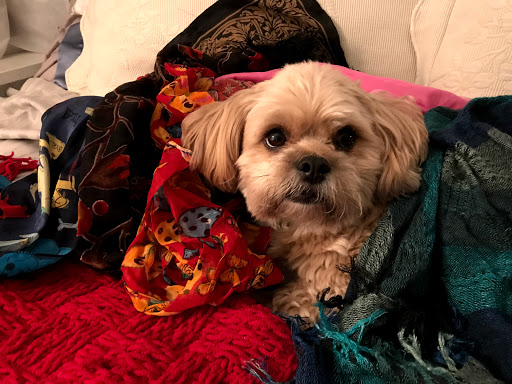 Pet Supply Store «Lucas Pet Supply», reviews and photos, 30 Joys Ln, Kingston, NY 12401, USA