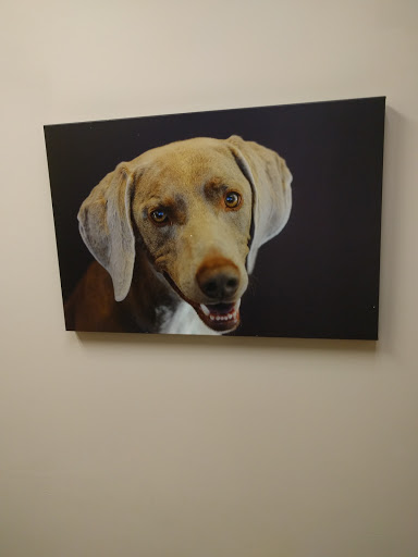 Adobe Animal Hospital image