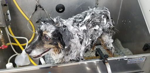 Dog washing San Diego