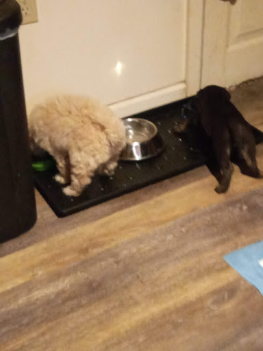 Pet Supply Store «PetSmart», reviews and photos, 1125 Quentin Rd, Lebanon, PA 17042, USA