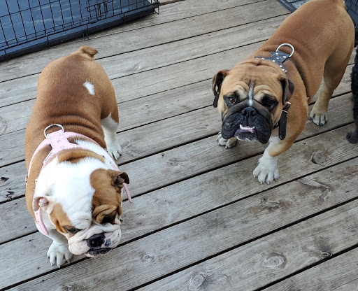 Pet Supply Store «Pet Supplies Plus», reviews and photos, 1031 Northwest Hwy, Garland, TX 75041, USA