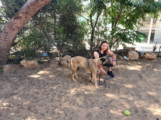 Society for Prevention of Cruelty to Animals in Israel