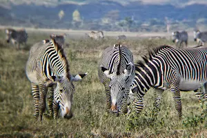 Lewa Wildlife Conservancy image