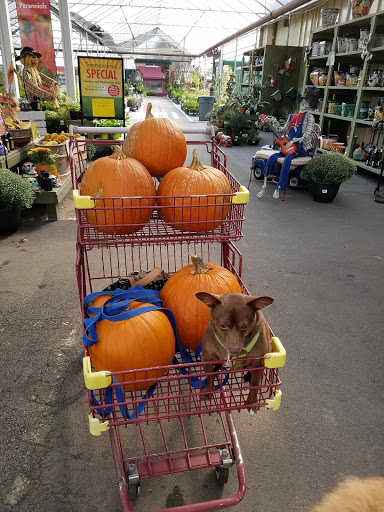 Garden Center «Pike Nurseries», reviews and photos, 615 W Crossville Rd, Roswell, GA 30075, USA