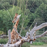 Photo n° 30 de l'avis de Nicolas.e fait le 01/08/2022 à 08:47 pour Le PAL Savana RESERVE à Dompierre-sur-Besbre