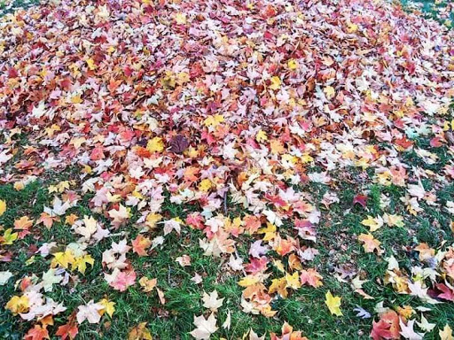 Public Golf Course «Calvert Road Park Disc Golf», reviews and photos, Campus Drive, College Park, MD 20740, USA