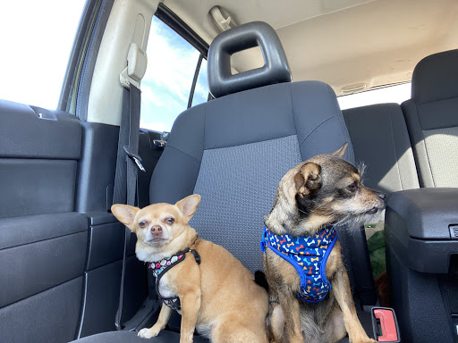 Downey Veterinary Hospital image
