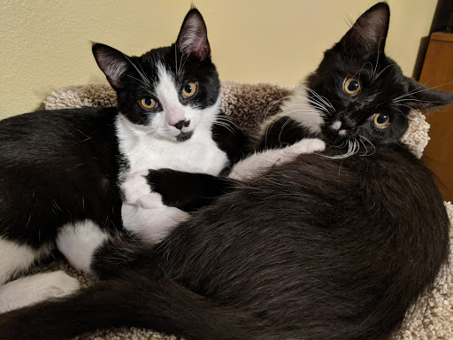 Seattle Area Feline Rescue