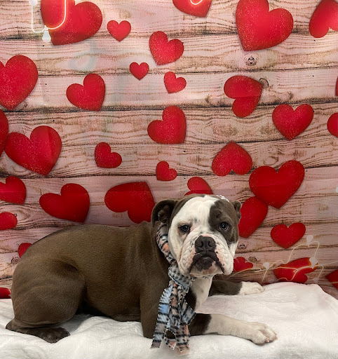 Pet Supply Store «Honey Bee Pets», reviews and photos, 277 Main St, Belleville, NJ 07109, USA