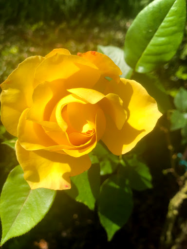 Park «Lake Lily Park», reviews and photos, 900 S Orlando Ave, Maitland, FL 32751, USA