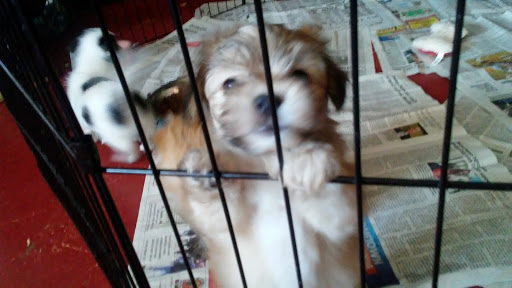 Pet Store «World Wide Pets», reviews and photos, 1307 Fayetteville Rd, Van Buren, AR 72956, USA